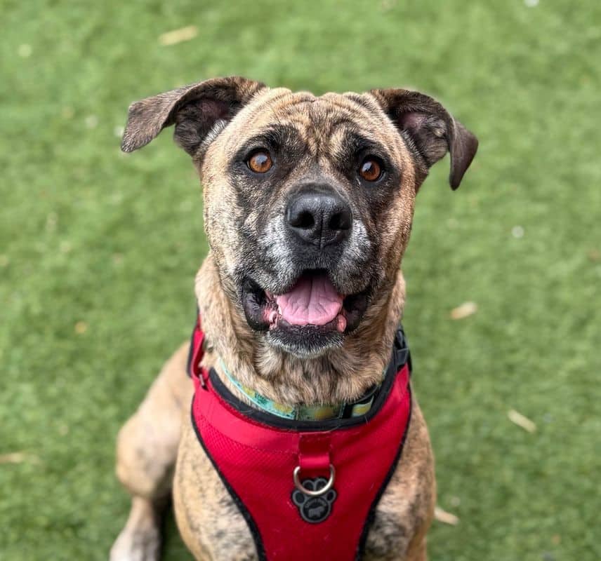 Sahara - American Staffordshire Terrier available for adoption at Edmonton Humane Society in Edmonton (1 of 7)
