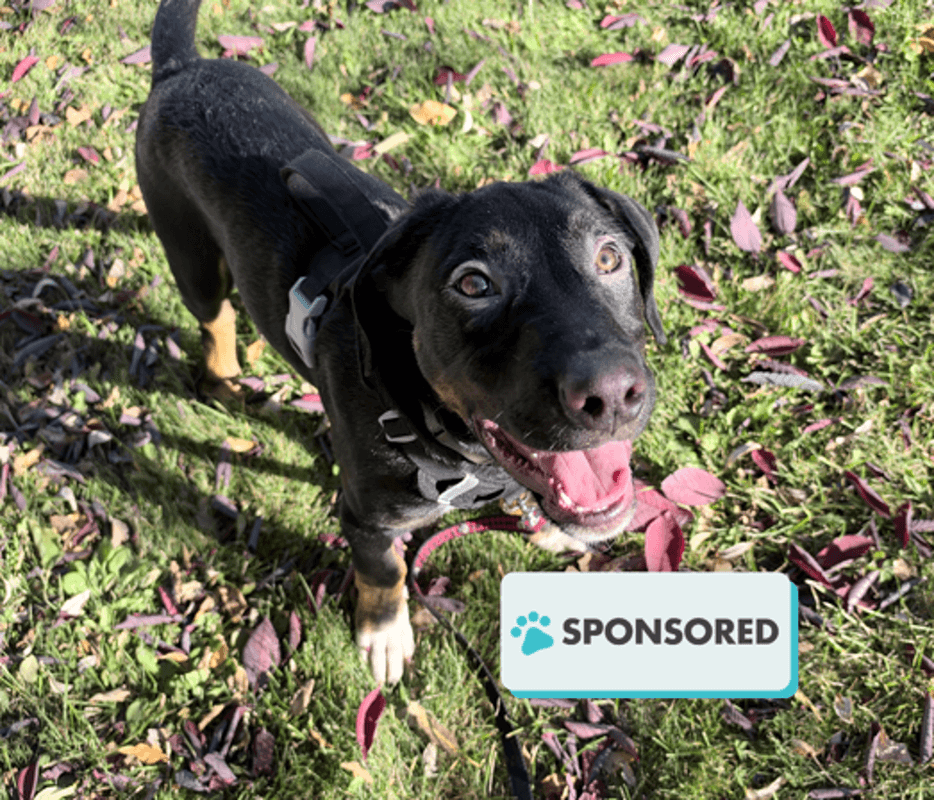 Dewey - Rottweiler available for adoption