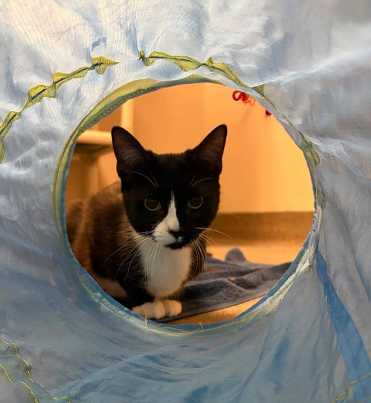 Lena - Domestic Short Hair cat available for adoption at Edmonton Humane Society in Edmonton (1 of 6)