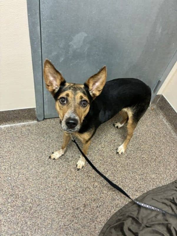 Arya - Australian Cattle Dog available for adoption at Edmonton Humane Society in Edmonton