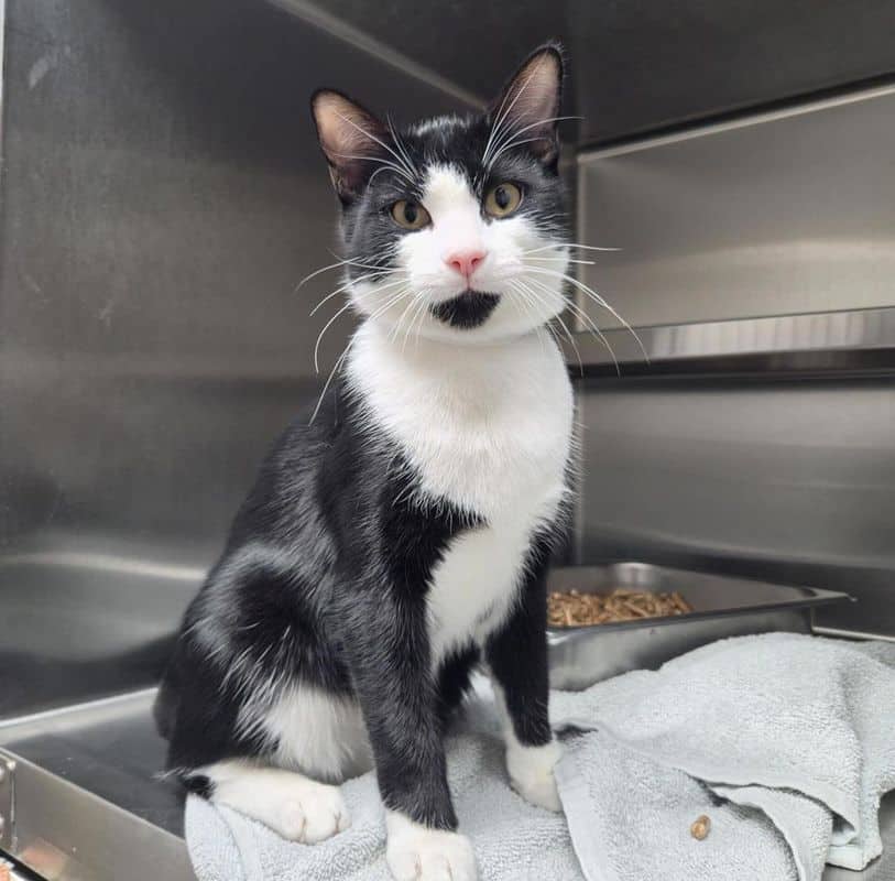 Stretchy - Domestic Short Hair cat available for adoption at Edmonton Humane Society in Edmonton (1 of 6)