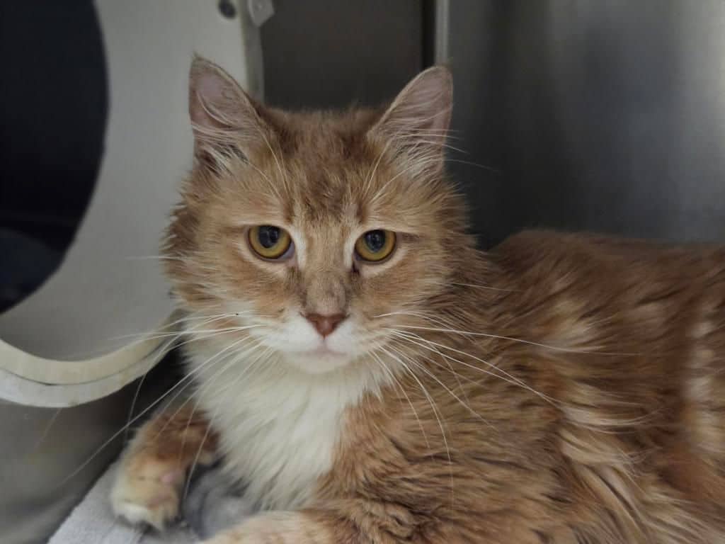 Petro - Domestic Medium Hair cat available for adoption at Edmonton Humane Society in Edmonton (1 of 5)