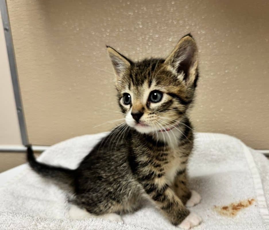 Ironhide - Domestic Short Hair cat available for adoption at Edmonton Humane Society in Edmonton