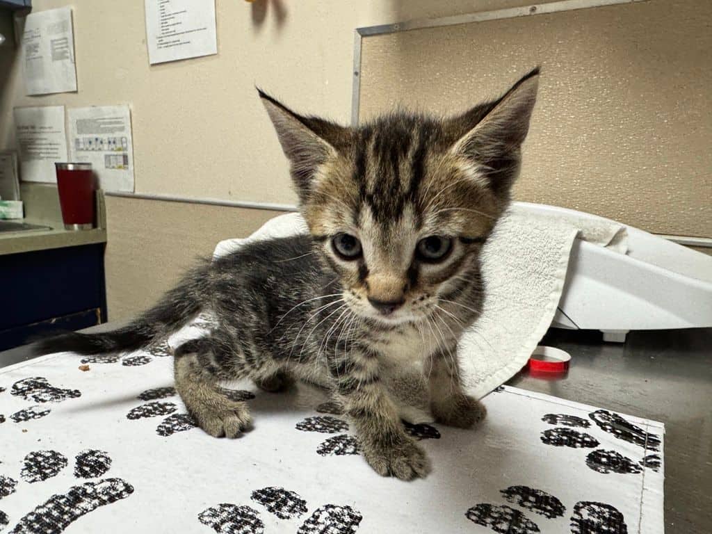 Mirage - Domestic Short Hair cat available for adoption at Edmonton Humane Society in Edmonton