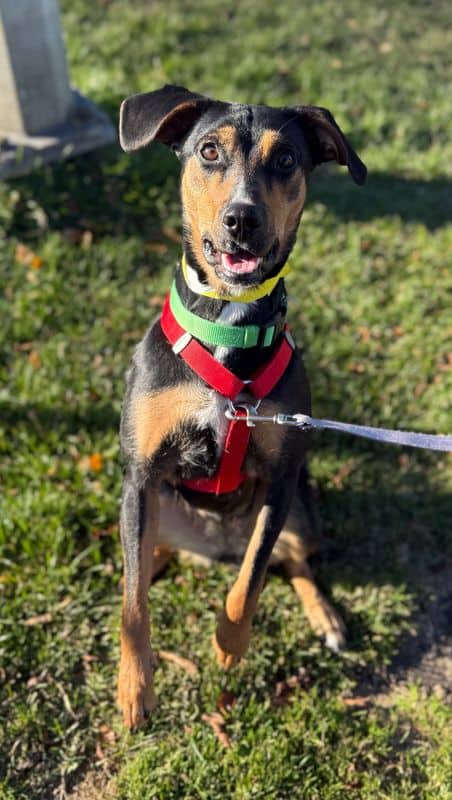 Kiva - Mixed Breed available for adoption at Edmonton Humane Society in Edmonton (1 of 7)