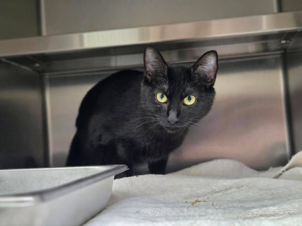 Mab - Domestic Short Hair cat available for adoption at Edmonton Humane Society in Edmonton (1 of 7)