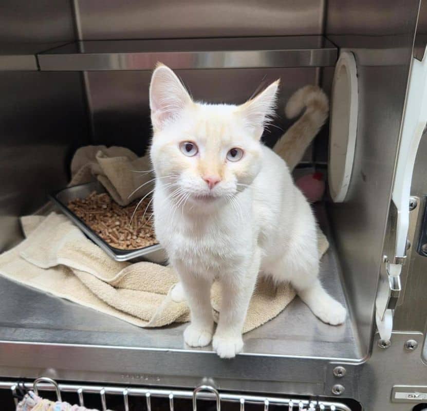Calypso - Domestic Short Hair - Siamese cat available for adoption at Edmonton Humane Society in Edmonton (1 of 7)