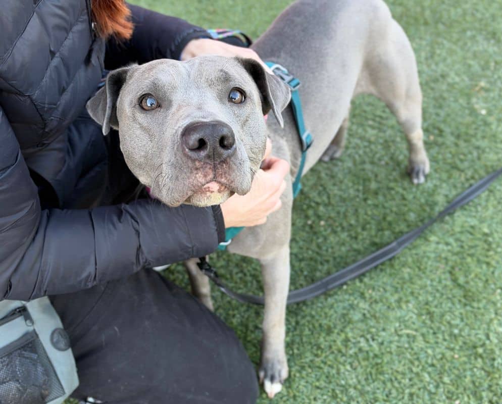 Pandora - American Staffordshire Terrier available for adoption at Edmonton Humane Society in Edmonton (1 of 7)