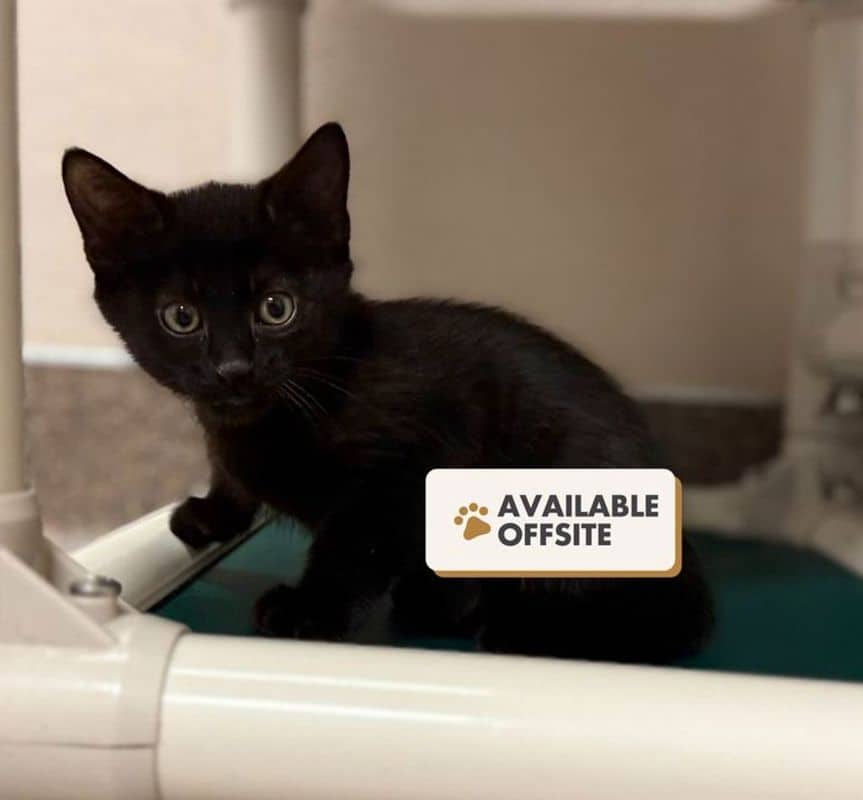Portobello - Domestic Short Hair cat available for adoption at Edmonton Humane Society in Edmonton (1 of 5)