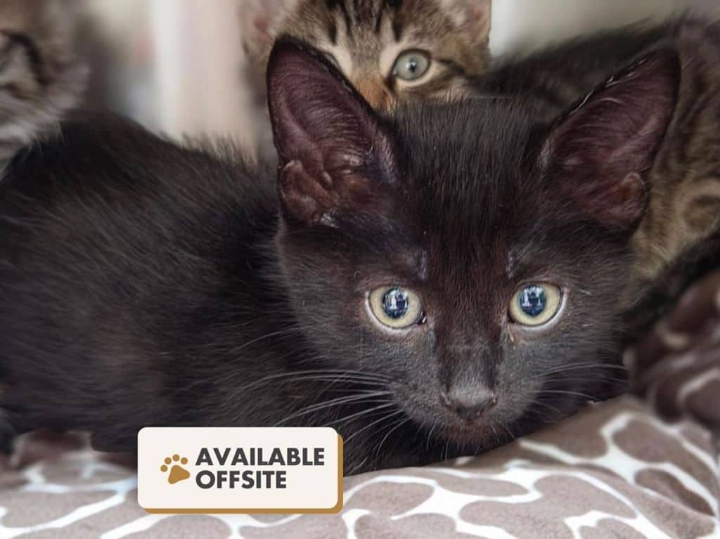 Porcini - Domestic Short Hair cat available for adoption at Edmonton Humane Society in Edmonton