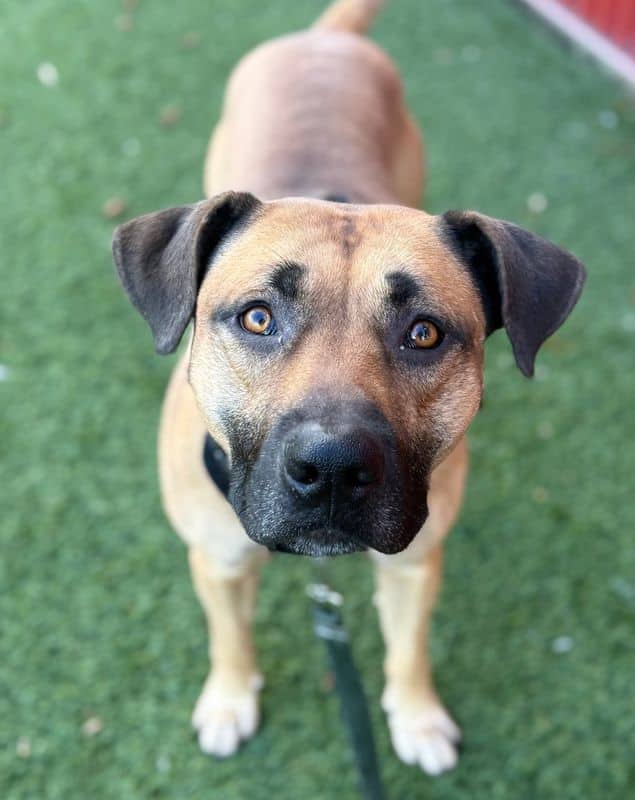 Diablo - American Staffordshire Terrier available for adoption at Edmonton Humane Society in Edmonton (1 of 7)