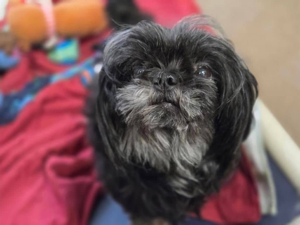 Alice - Shih Tzu available for adoption at Edmonton Humane Society in Edmonton (1 of 5)
