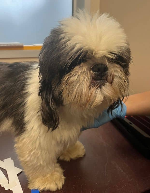 Bagel - Shih Tzu available for adoption at Edmonton Humane Society in Edmonton