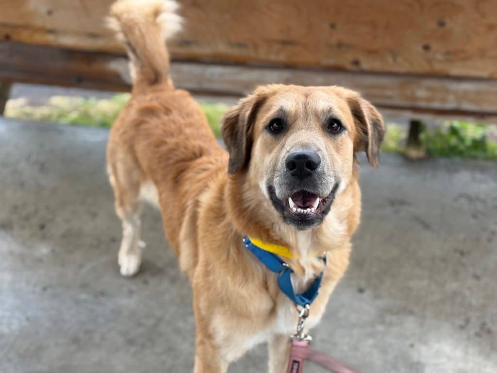 Peppa - Golden Retriever - Great Pyrenees available for adoption at Edmonton Humane Society in Edmonton (1 of 7)