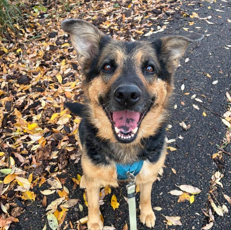 Maya - German Shepherd available for adoption at Edmonton Humane Society in Edmonton (1 of 7)