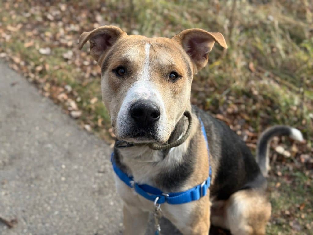 Kris - Shepherd available for adoption at Edmonton Humane Society in Edmonton (1 of 5)