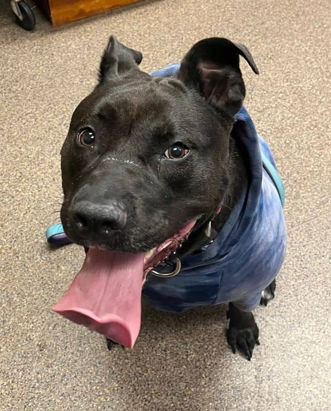 Sage - American Pit Bull Terrier - Shar-Pei available for adoption at Edmonton Humane Society in Edmonton