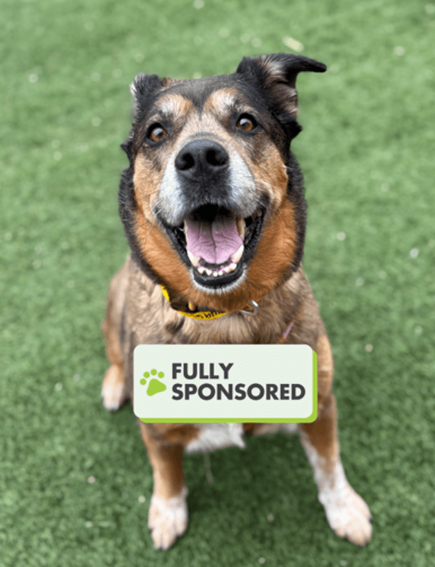 Sienna - Large Cross Breed available for adoption at Edmonton Humane Society in Edmonton (1 of 7)
