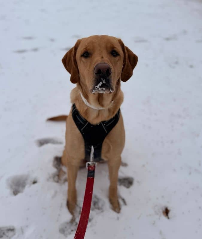 Bolt - Labrador Retriever available for adoption at Edmonton Humane Society in Edmonton (1 of 5)