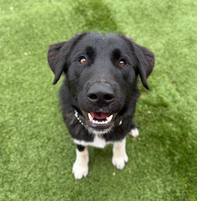 Pie - Large Cross Breed available for adoption at Edmonton Humane Society in Edmonton (1 of 7)