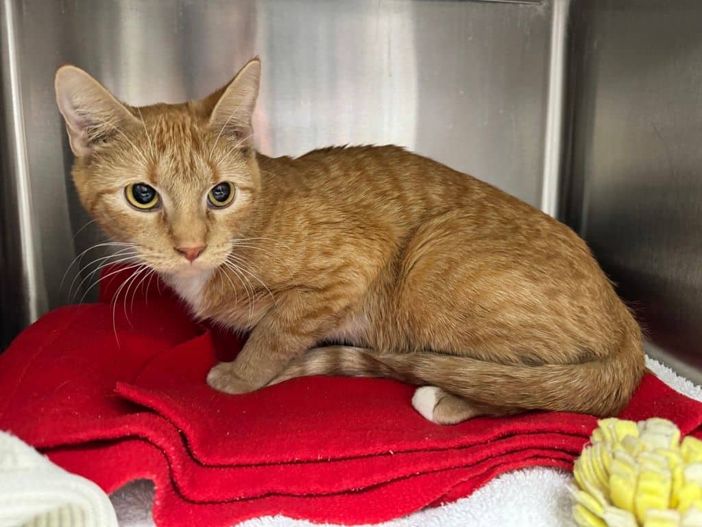 Sunshine - Domestic Short Hair cat available for adoption at Edmonton Humane Society in Edmonton (1 of 3)
