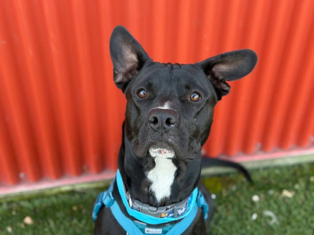 Domino - American Staffordshire Terrier available for adoption at Edmonton Humane Society in Edmonton (1 of 7)