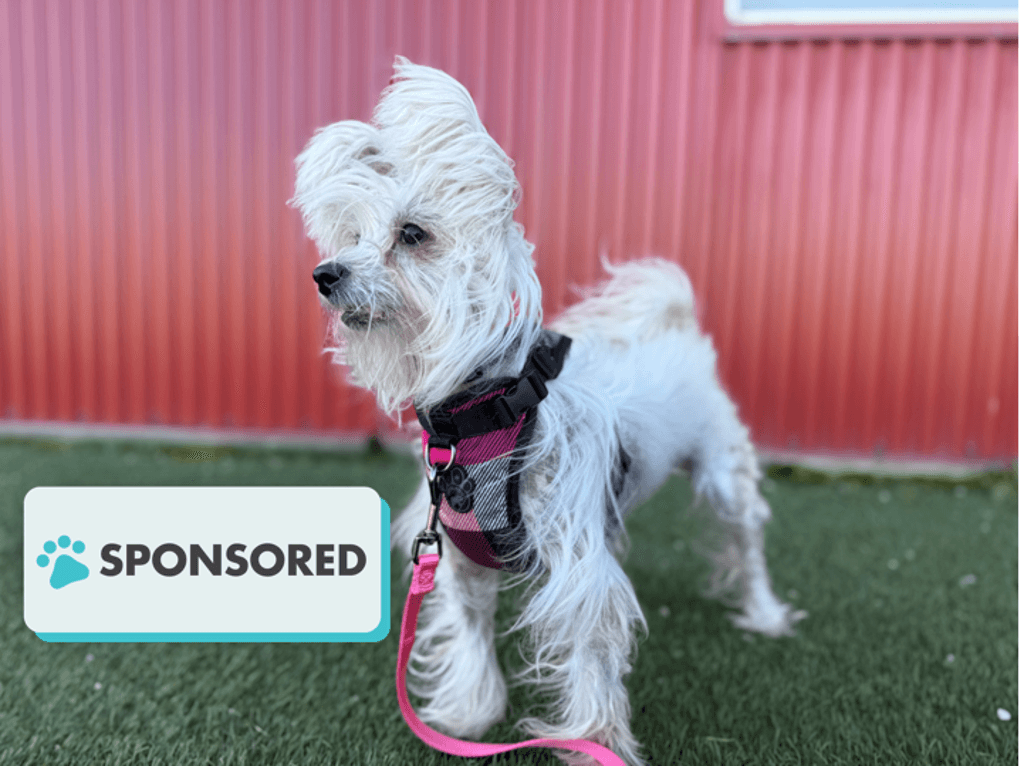 Jill - Chinese Crested available for adoption at Edmonton Humane Society in Edmonton (1 of 7)