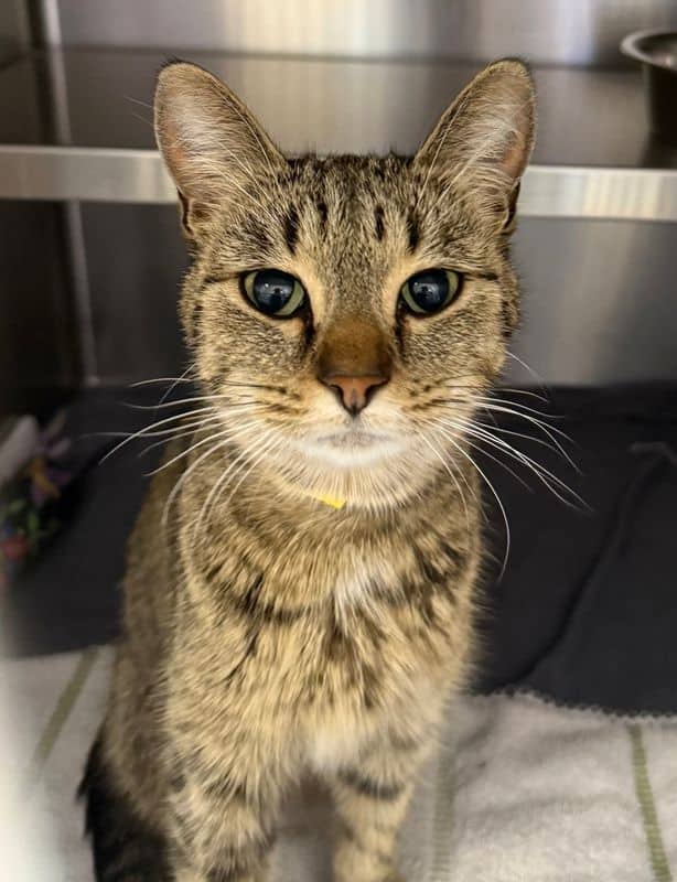 Pichu - Domestic Short Hair cat available for adoption at Edmonton Humane Society in Edmonton (1 of 6)