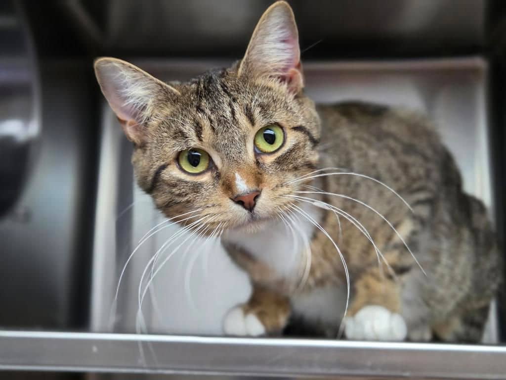 Layla - Domestic Short Hair available for adoption
