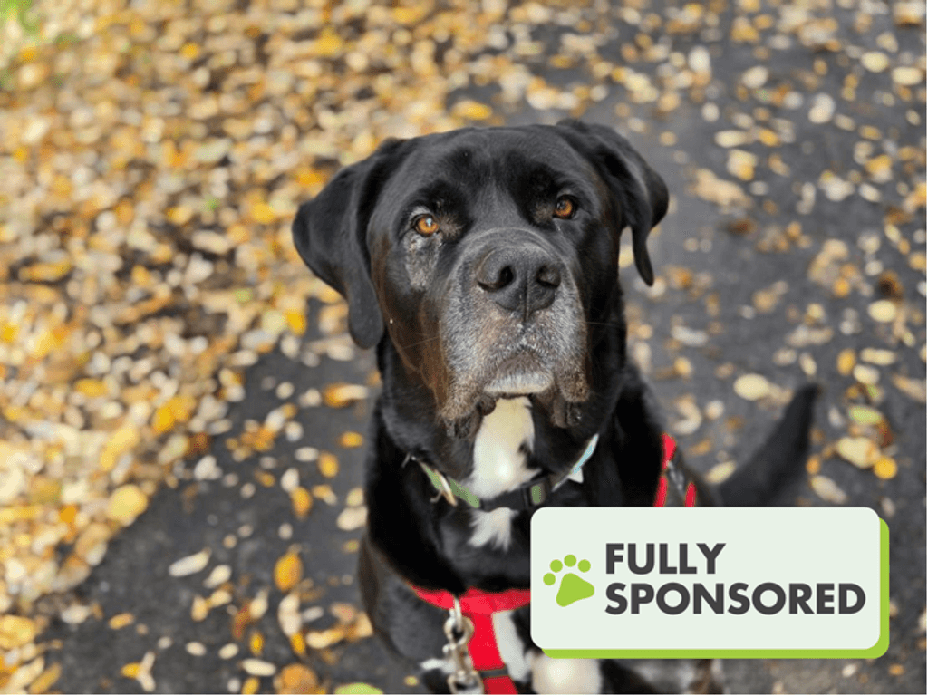 Baron - Bullmastiff - Labrador Retriever available for adoption