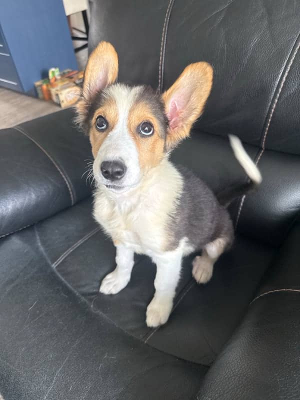 Flapjack - Mixed Breed available for adoption at Funds for Furry Friends in Winnipeg