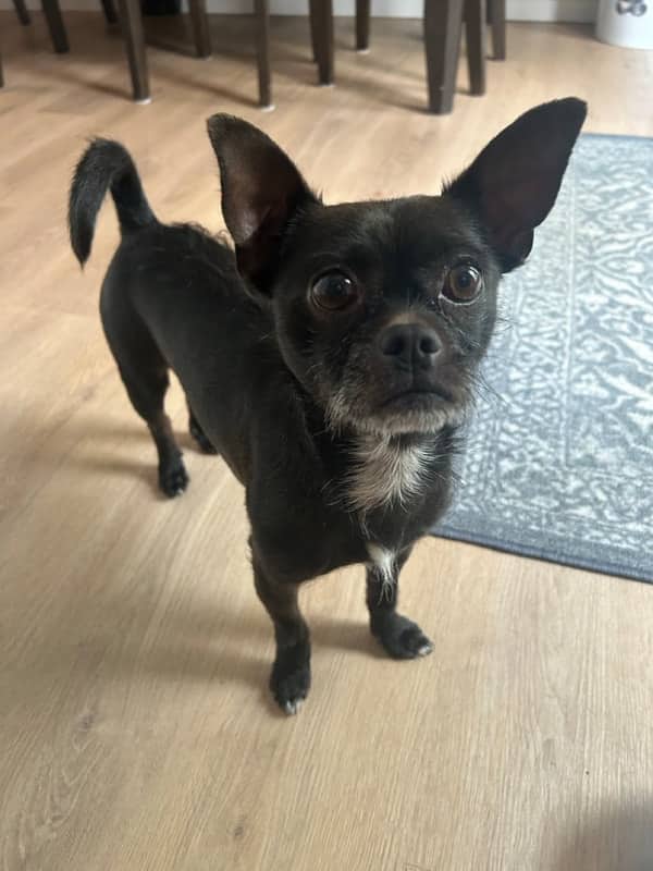 Lionel - Mixed Breed available for adoption