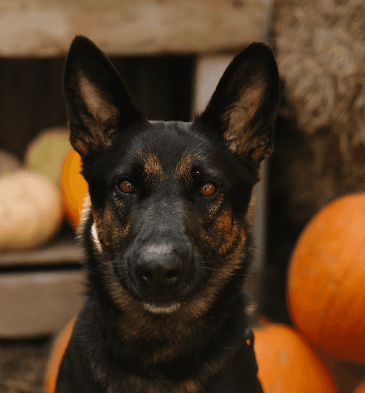 Nikita - Mixed Breed available for adoption at Funds for Furry Friends in Winnipeg