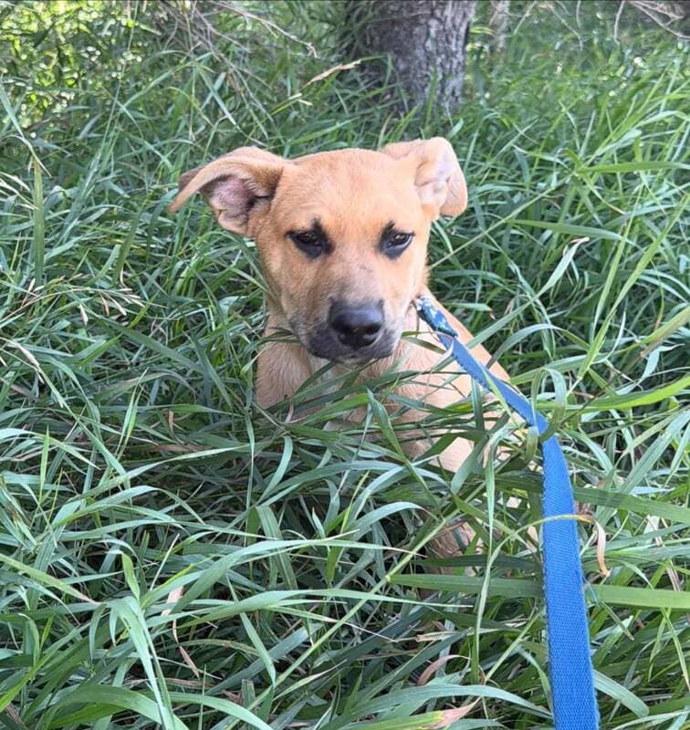 Toews - Mixed Breed available for adoption