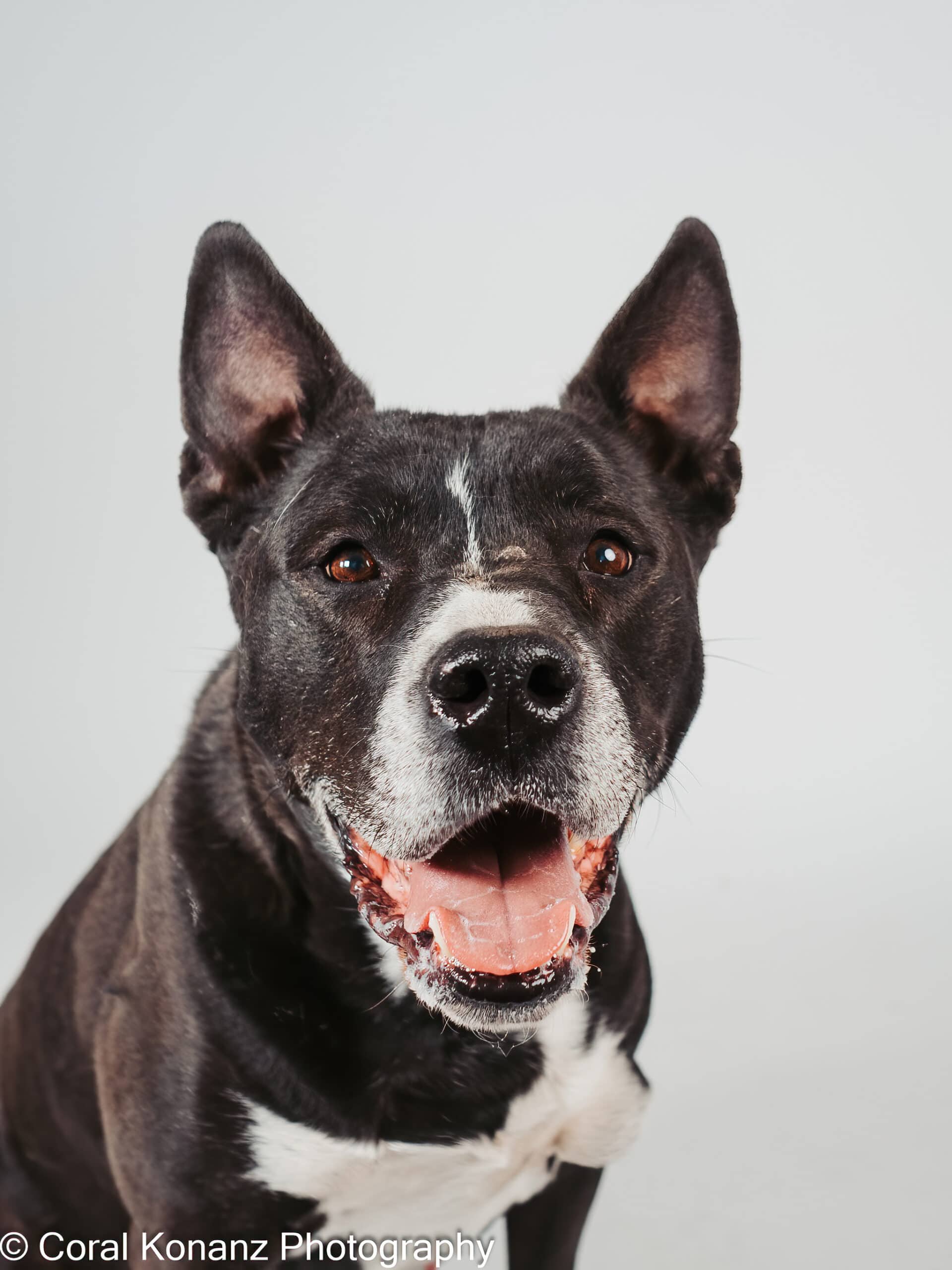 Kingston - Mixed Breed available for adoption at HART Animal Rescue in Edmonton