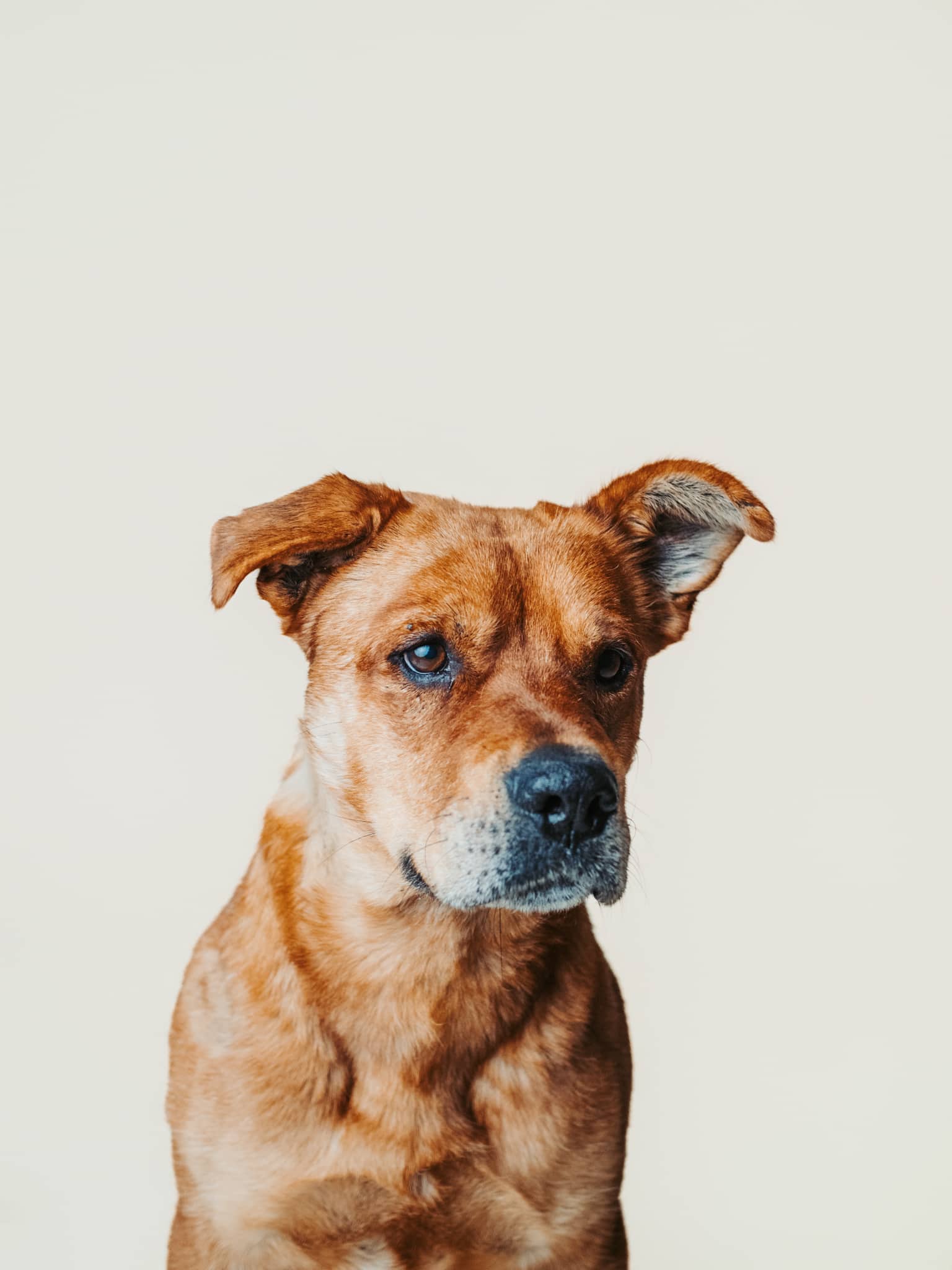 Scout - Mixed Breed available for adoption at HART Animal Rescue in Edmonton