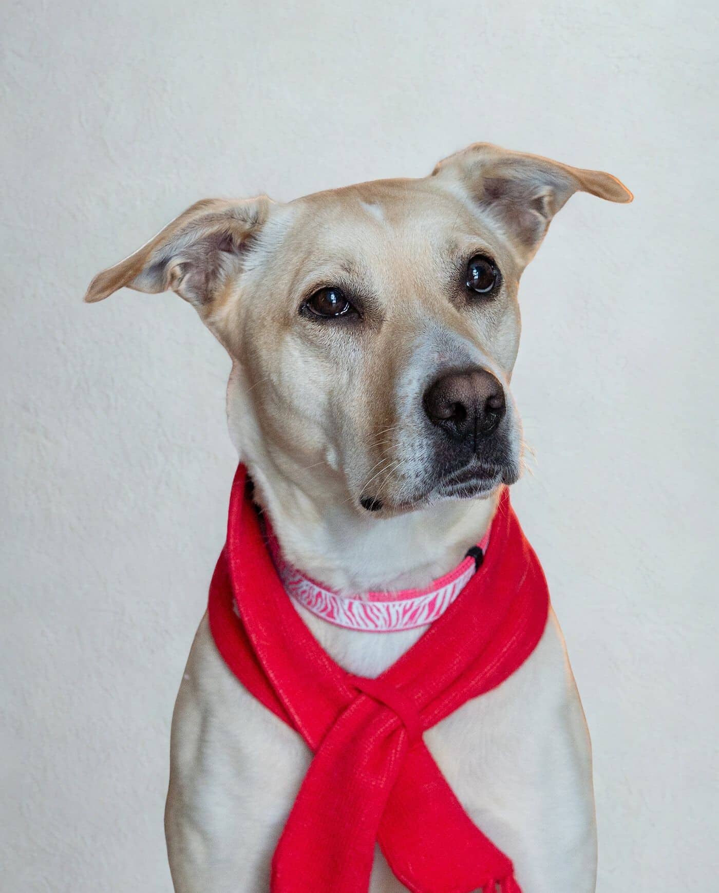Yara - Mixed Breed available for adoption