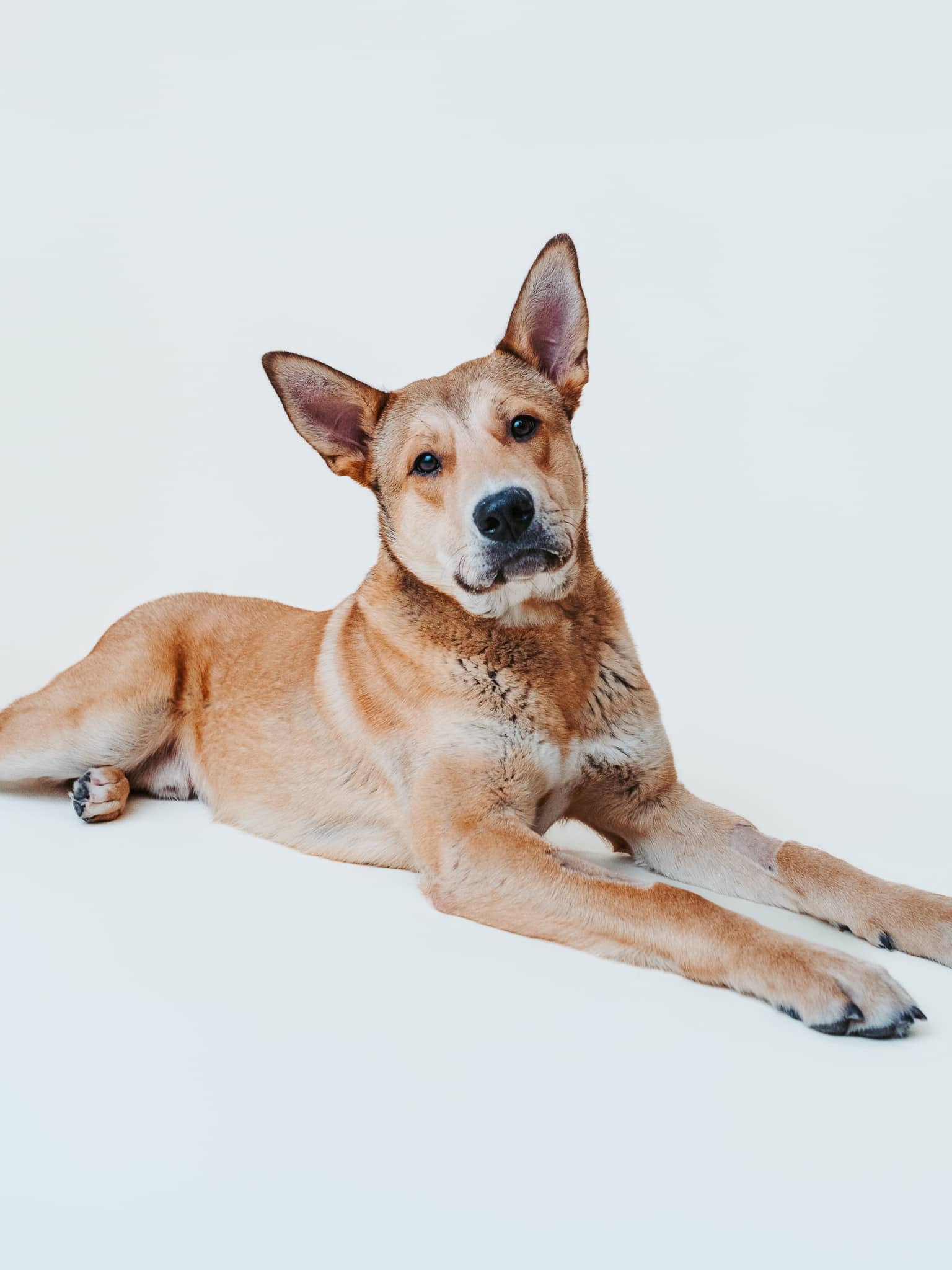 Ernie - Mixed Breed available for adoption