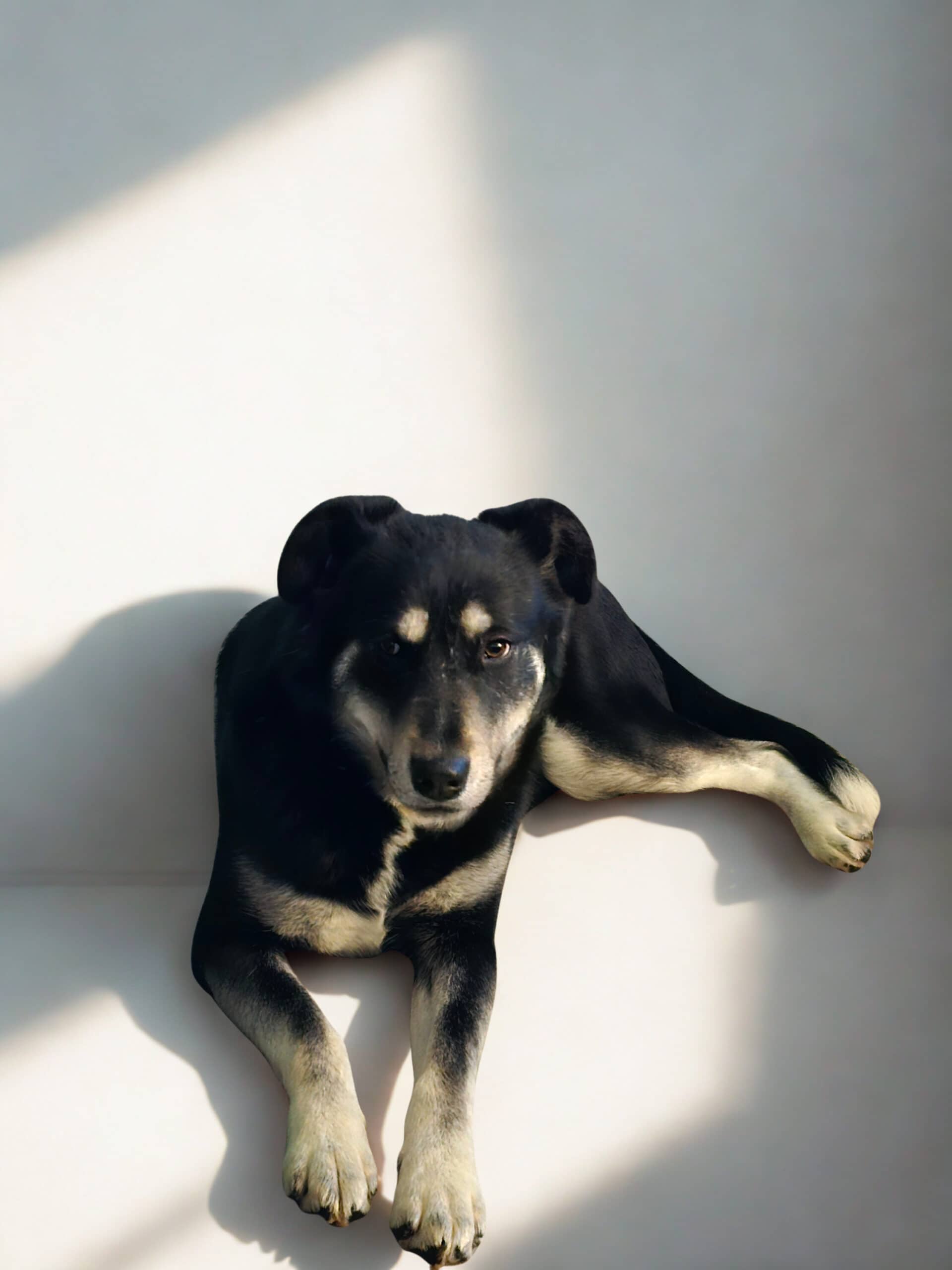 Zuri - Mixed Breed available for adoption at HART Animal Rescue in Edmonton