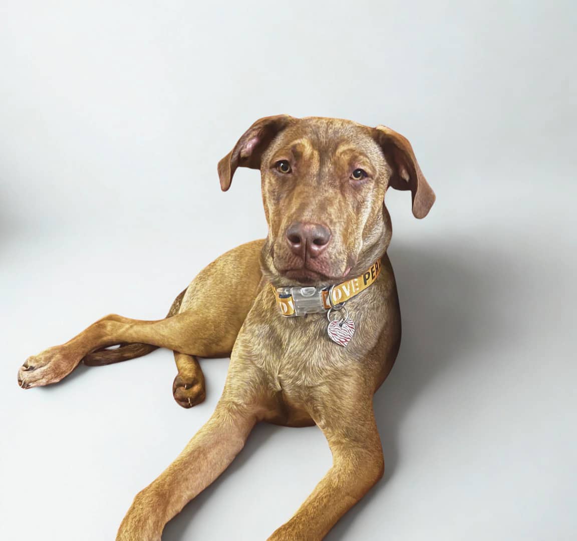 Ulie - Mixed Breed available for adoption
