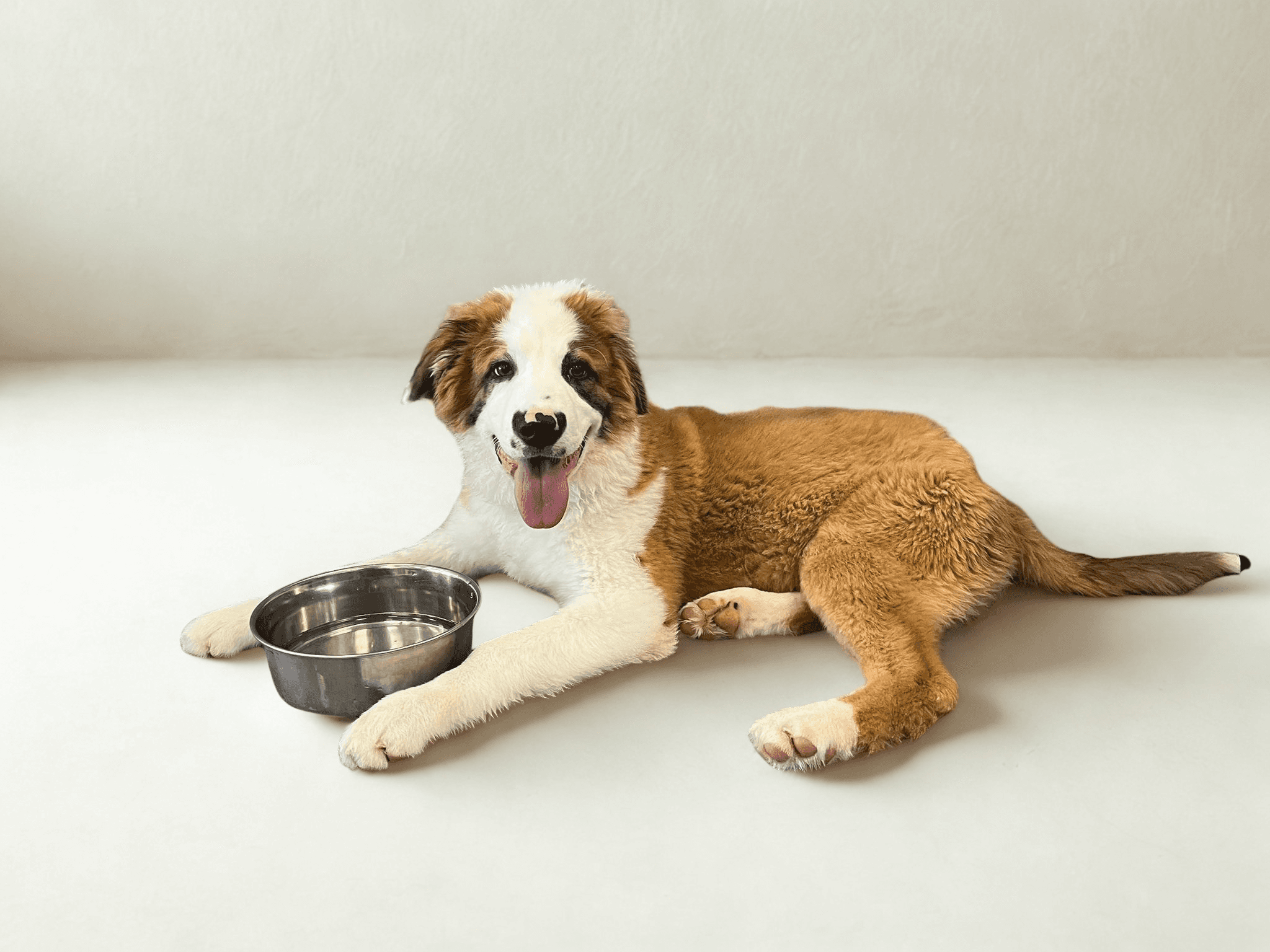 Flip - Mixed Breed available for adoption at HART Animal Rescue in Edmonton