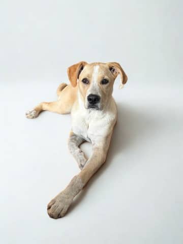 Gus - Mixed Breed available for adoption at HART Animal Rescue in Edmonton