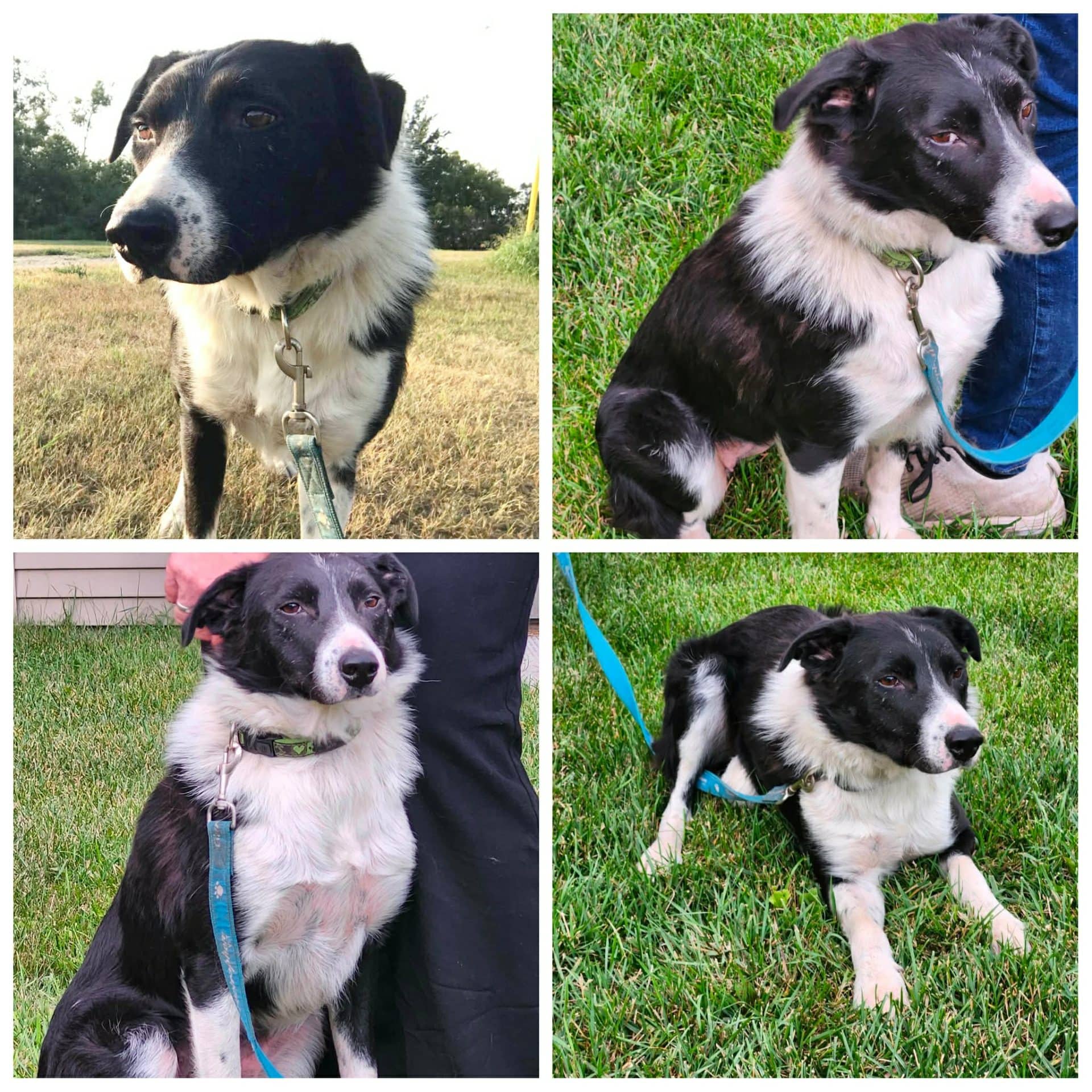 Aggie - Border Collie/Australian Shepherd available for adoption at Hull's Haven Border Collie Rescue in Winnipeg