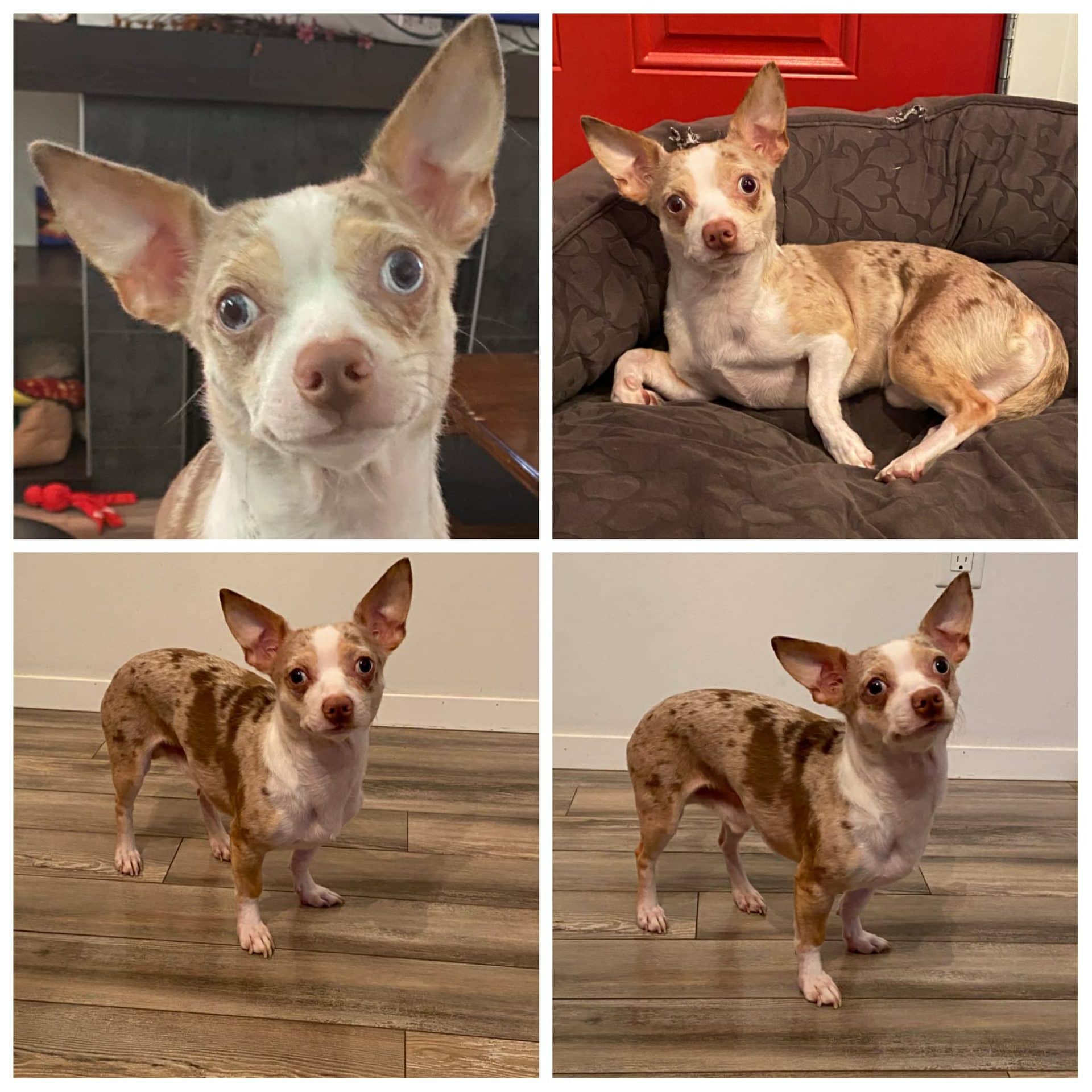 Bruiser - Chihuahua available for adoption at Hull's Haven Border Collie Rescue in Winnipeg