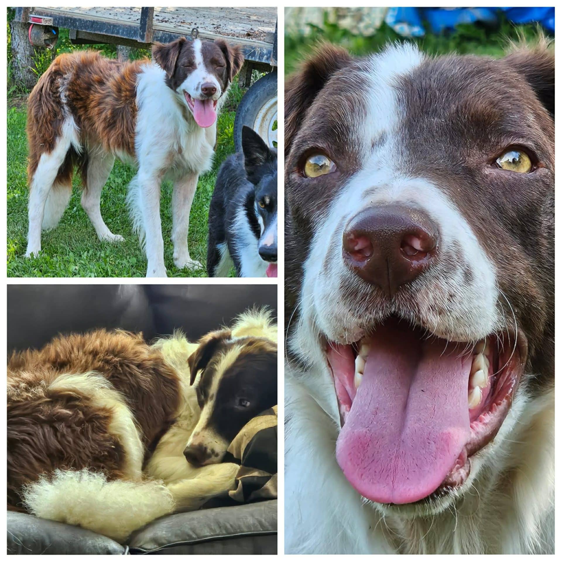 Copper - Border Collie/Australian Shepherd available for adoption