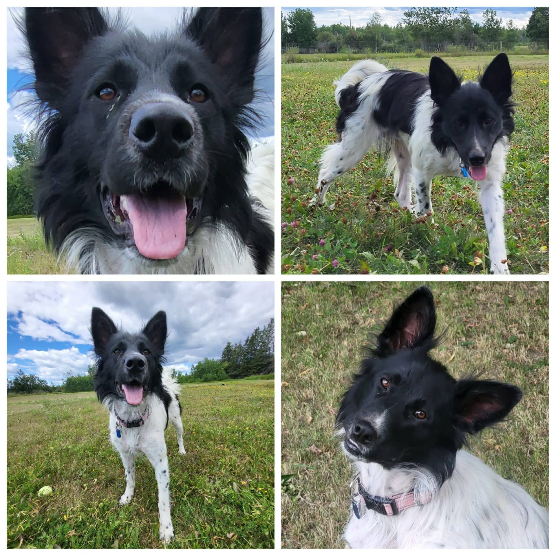 Glory - Border Collie Mix available for adoption at Hull's Haven Border Collie Rescue in Winnipeg