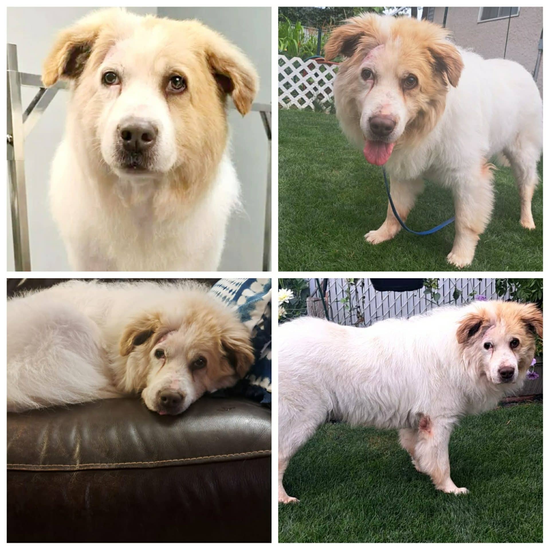 Lucky - Great Pyrenees Mix available for adoption at Hull's Haven Border Collie Rescue in Winnipeg