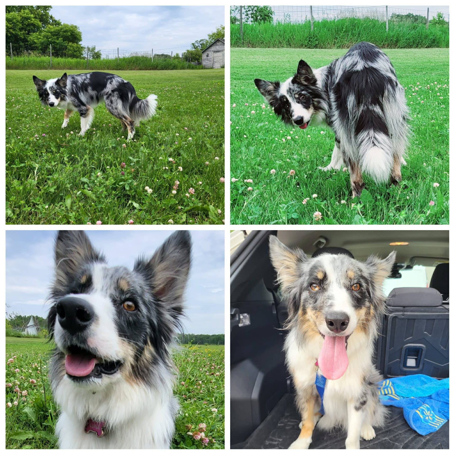 Luna - Border Collie available for adoption at Hull's Haven Border Collie Rescue in Winnipeg