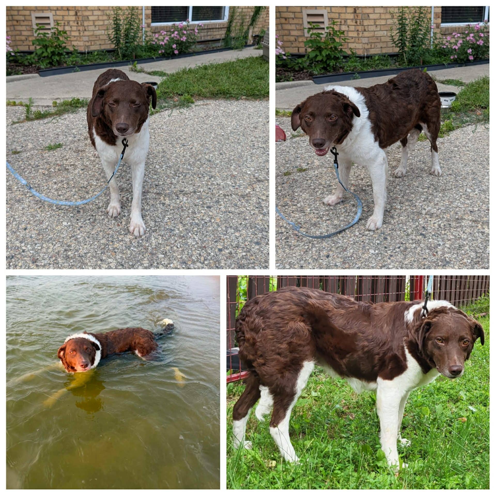 Phoebe - Border Collie/Australian Shepherd available for adoption at Hull's Haven Border Collie Rescue in Winnipeg