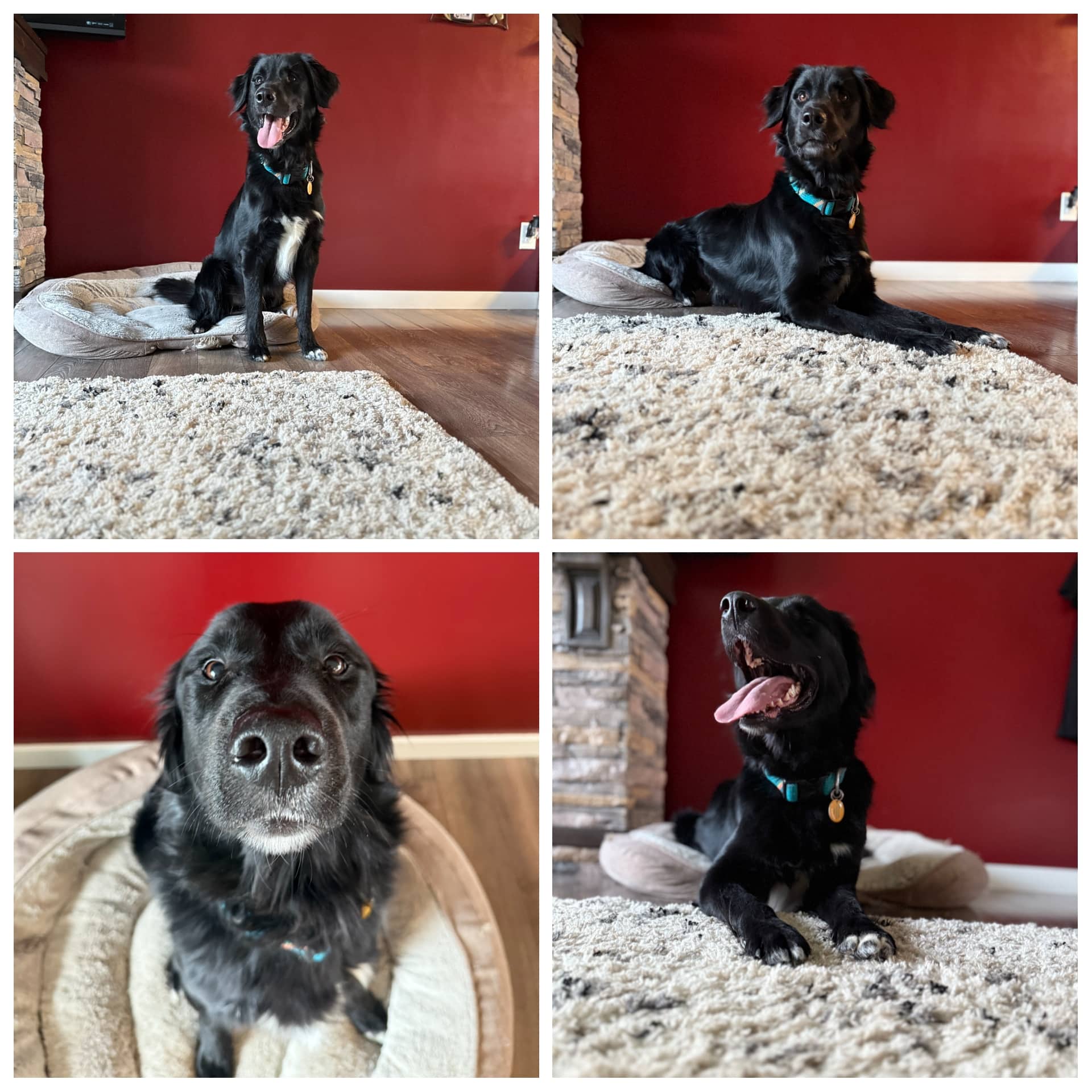 Trouble - Australian Shepherd/Labrador Retriever available for adoption at Hull's Haven Border Collie Rescue in Winnipeg